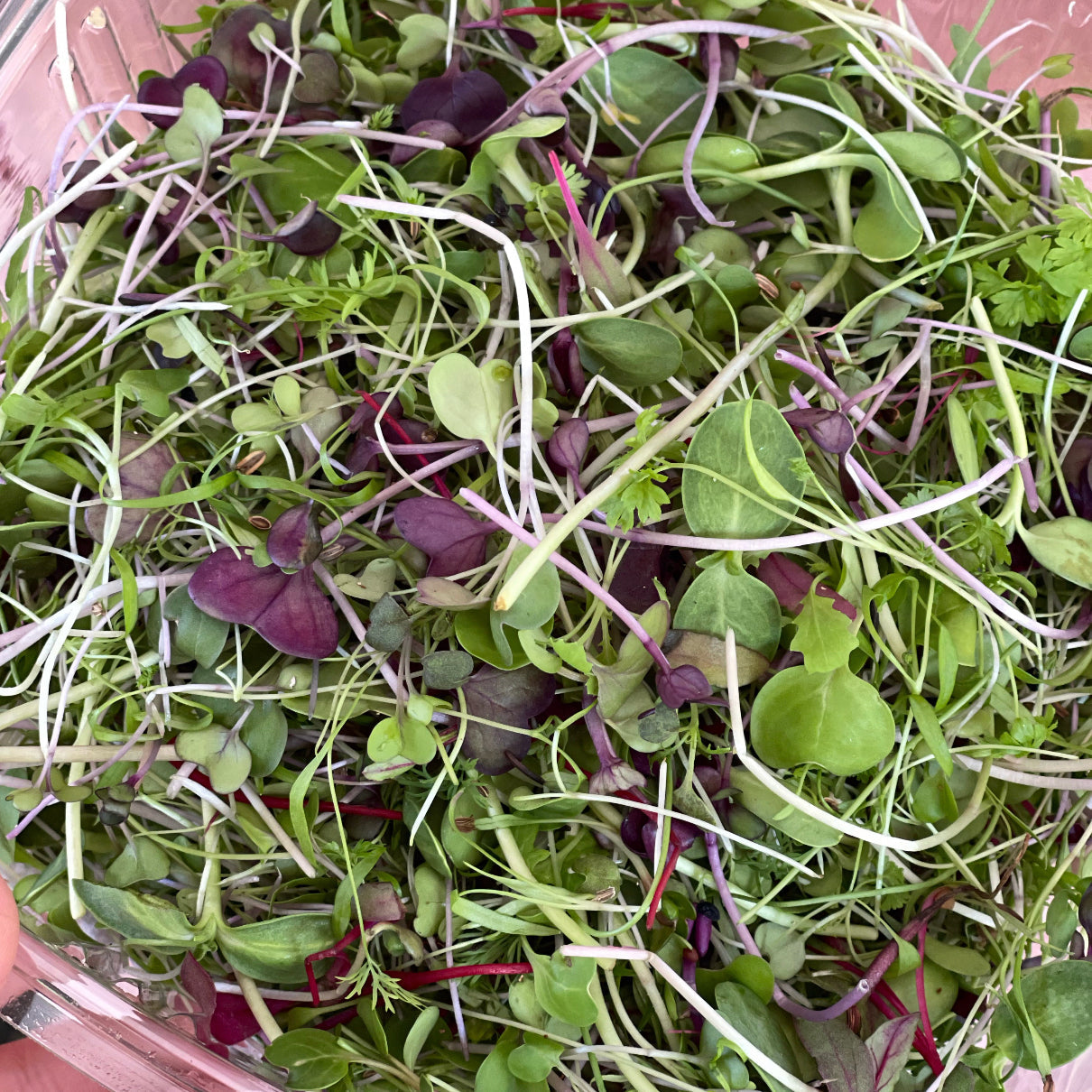 JENNY MALONEY 12 Weeks of Microgreens - Precut Mixes