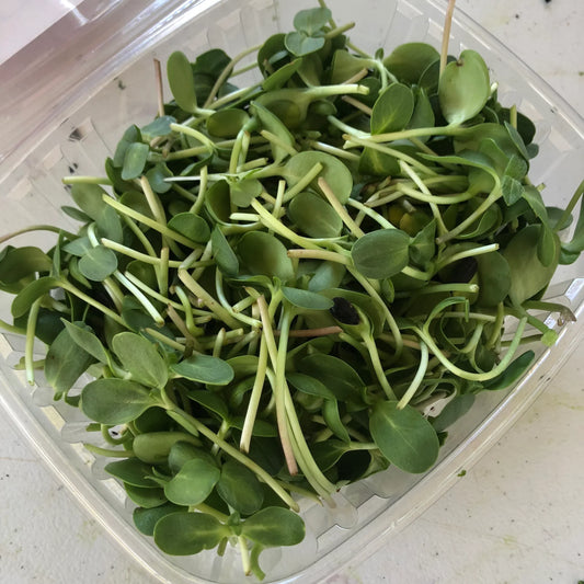 Sunflower Shoots (6oz) - FRIDAY DELIVERY