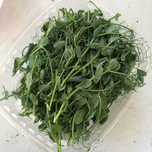 Tendril Pea Shoot (4-6") (4oz) - TUESDAY DELIVERY