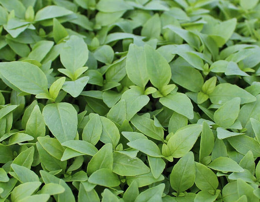 Thai Basil Petites (Full Clamshell) - TUESDAY DELIVERY