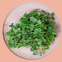 12 Deliveries - Pea Shoots