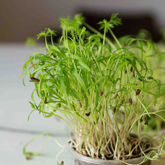 Micro Fennel (4oz) - TUESDAY DELIVERY