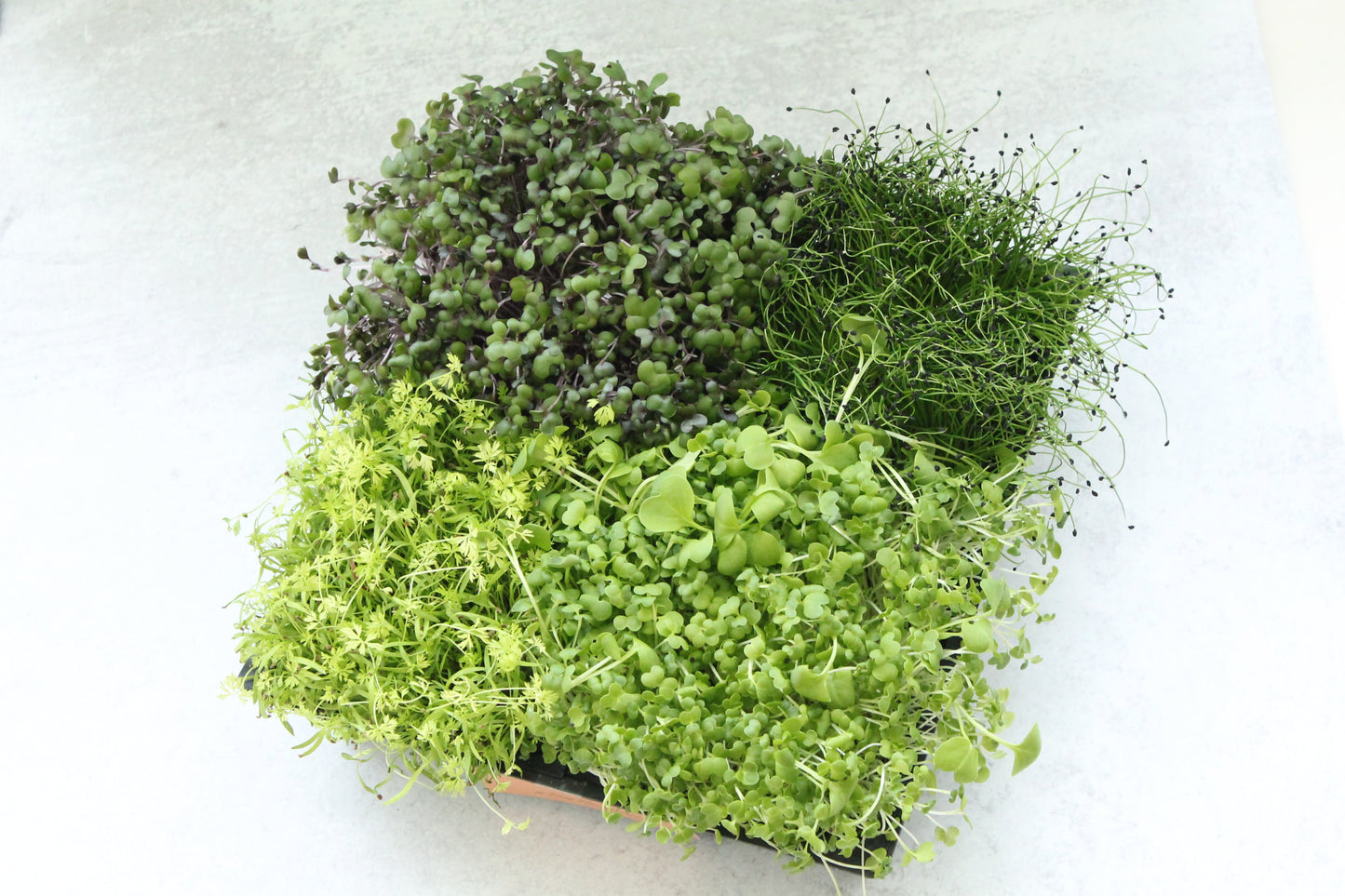 JENNY MALONEY 12 Weeks of Microgreens - Living Flat