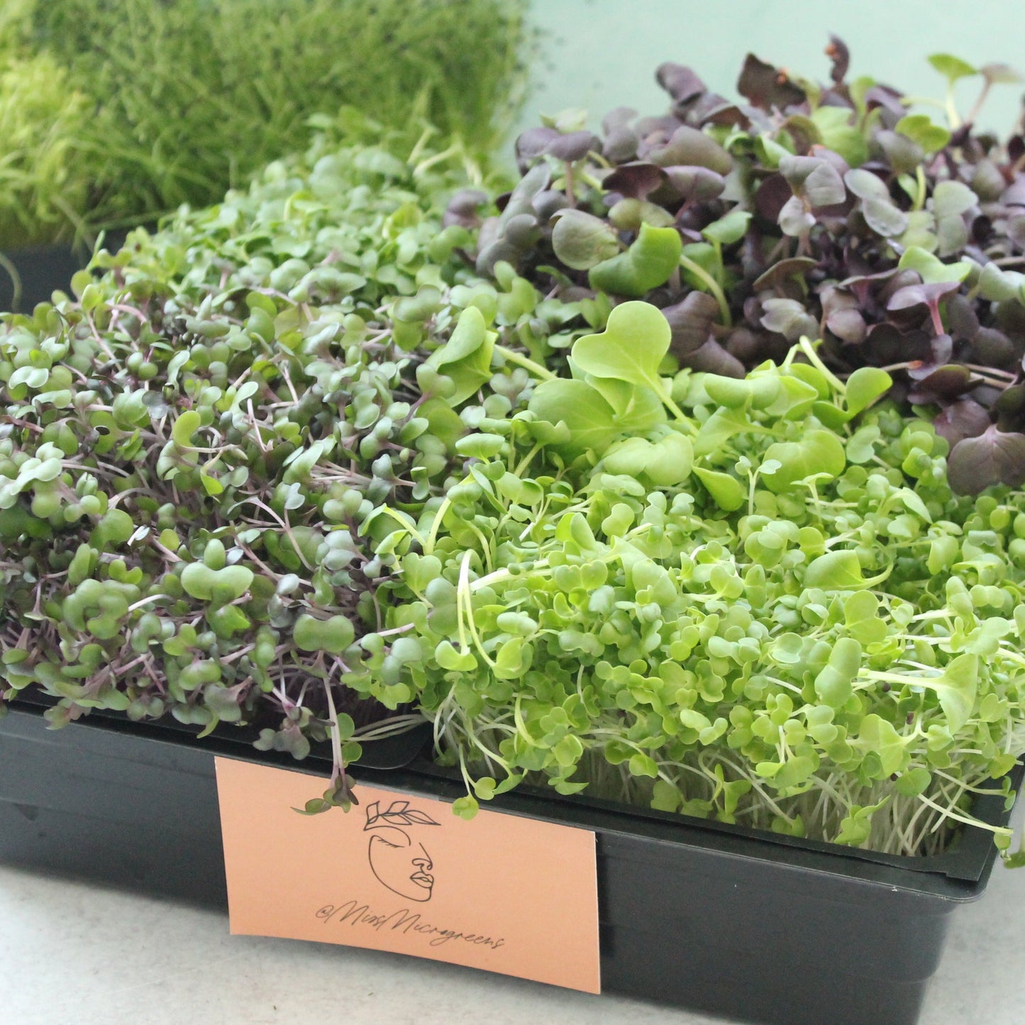 JENNY MALONEY 12 Weeks of Microgreens - Living Flat