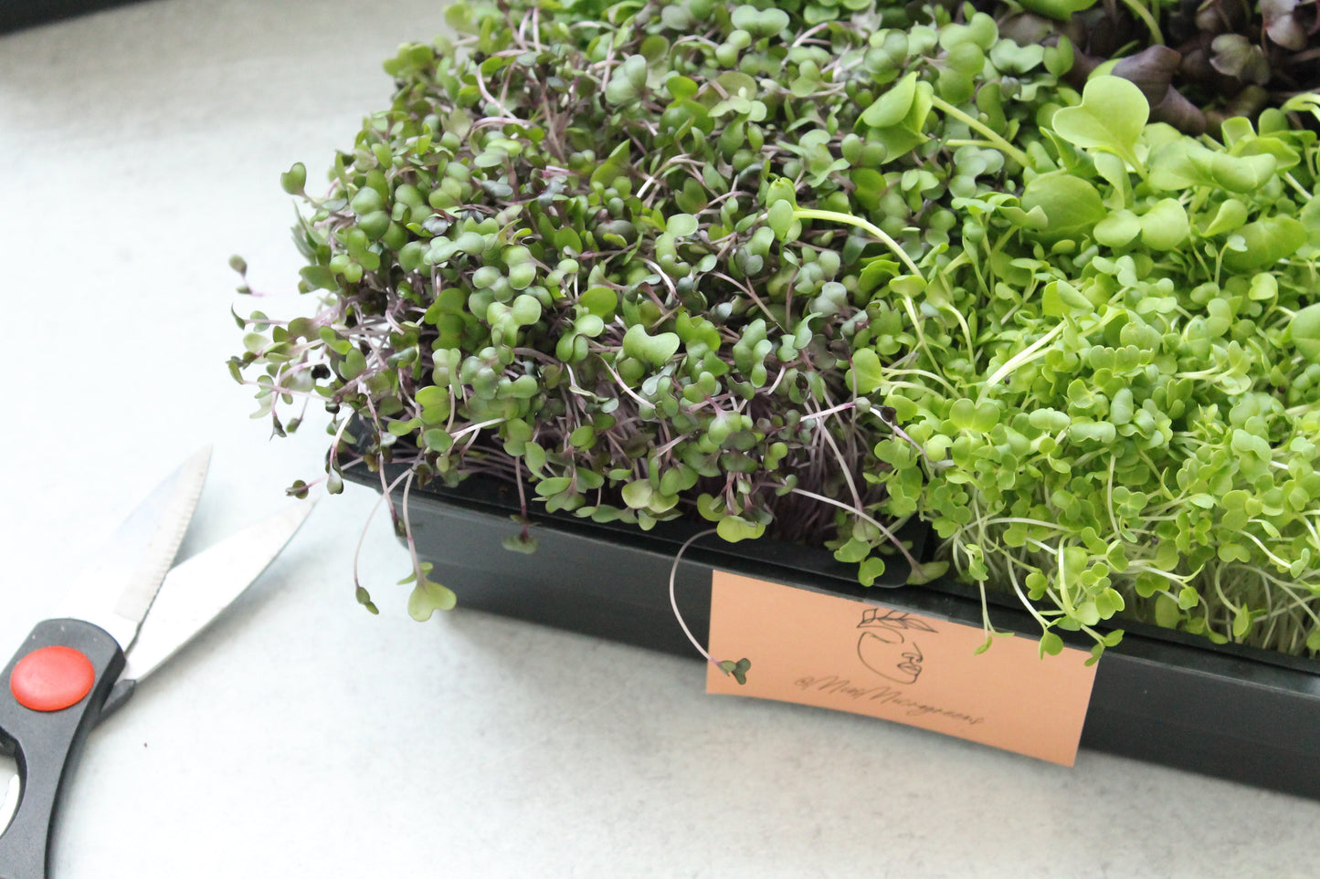 JENNY MALONEY 12 Weeks of Microgreens - Living Flat