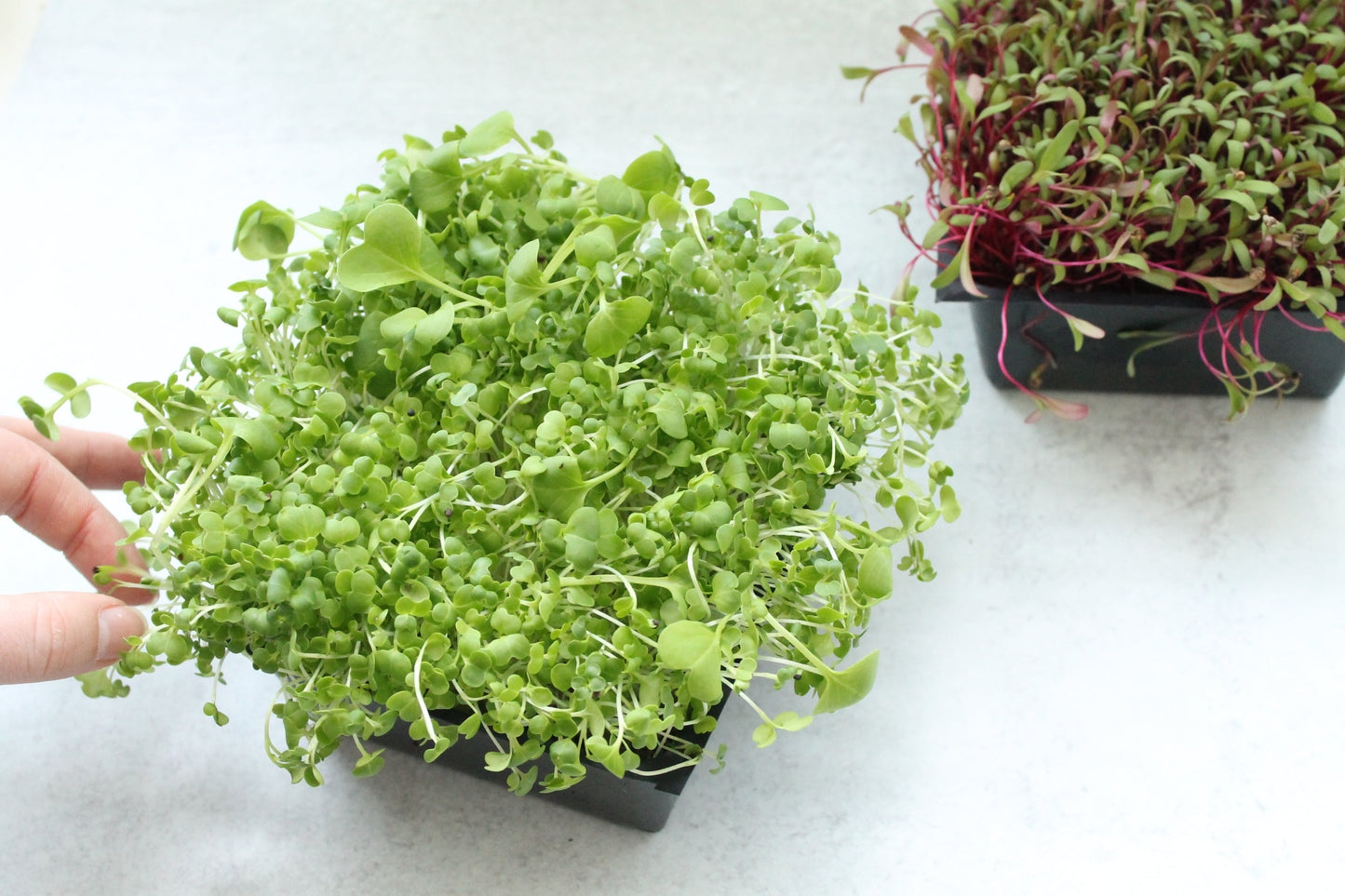 JENNY MALONEY 12 Weeks of Microgreens - Living Flat