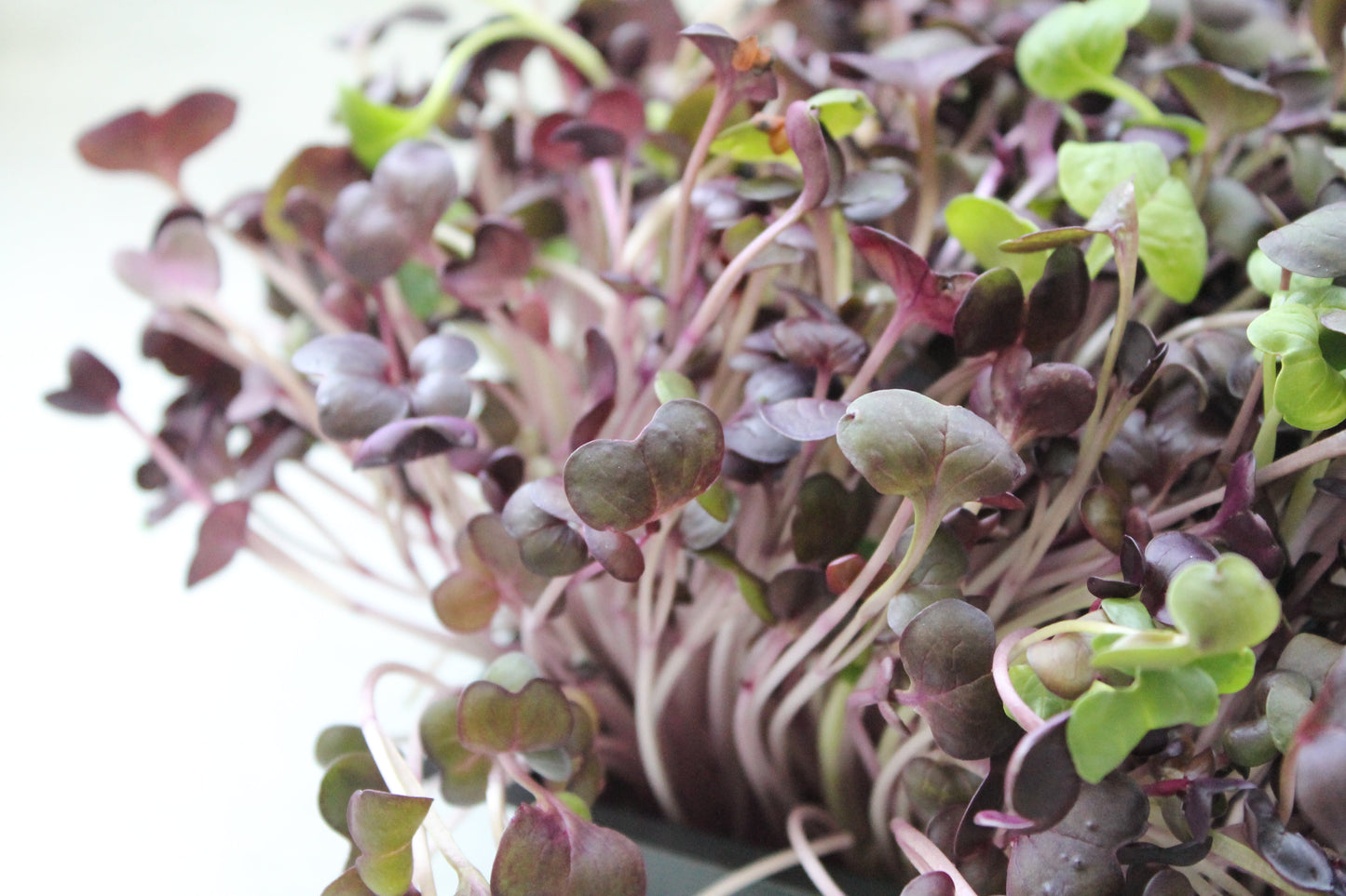 JENNY MALONEY 12 Weeks of Microgreens - Living Flat