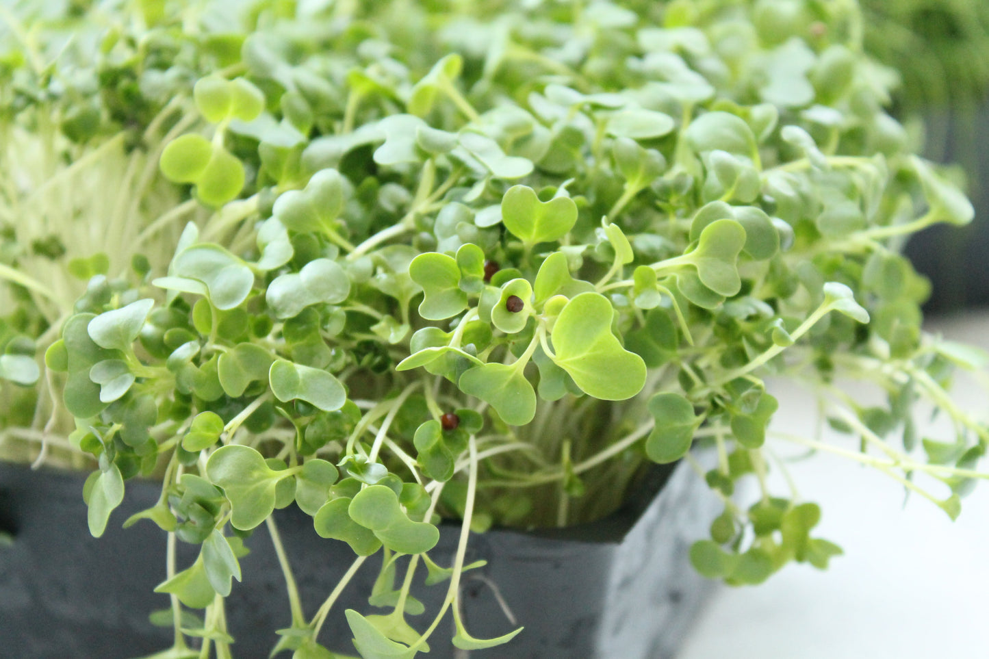 JENNY MALONEY 12 Weeks of Microgreens - Living Flat