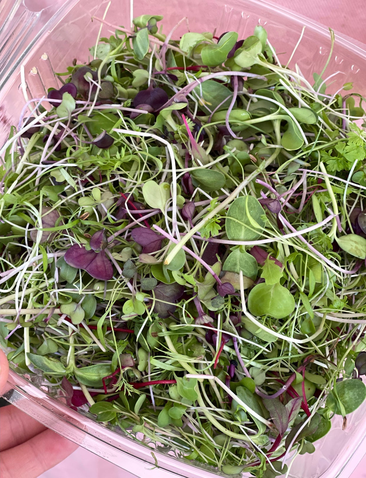 JENNY MALONEY 12 Weeks of Microgreens - Precut Mixes