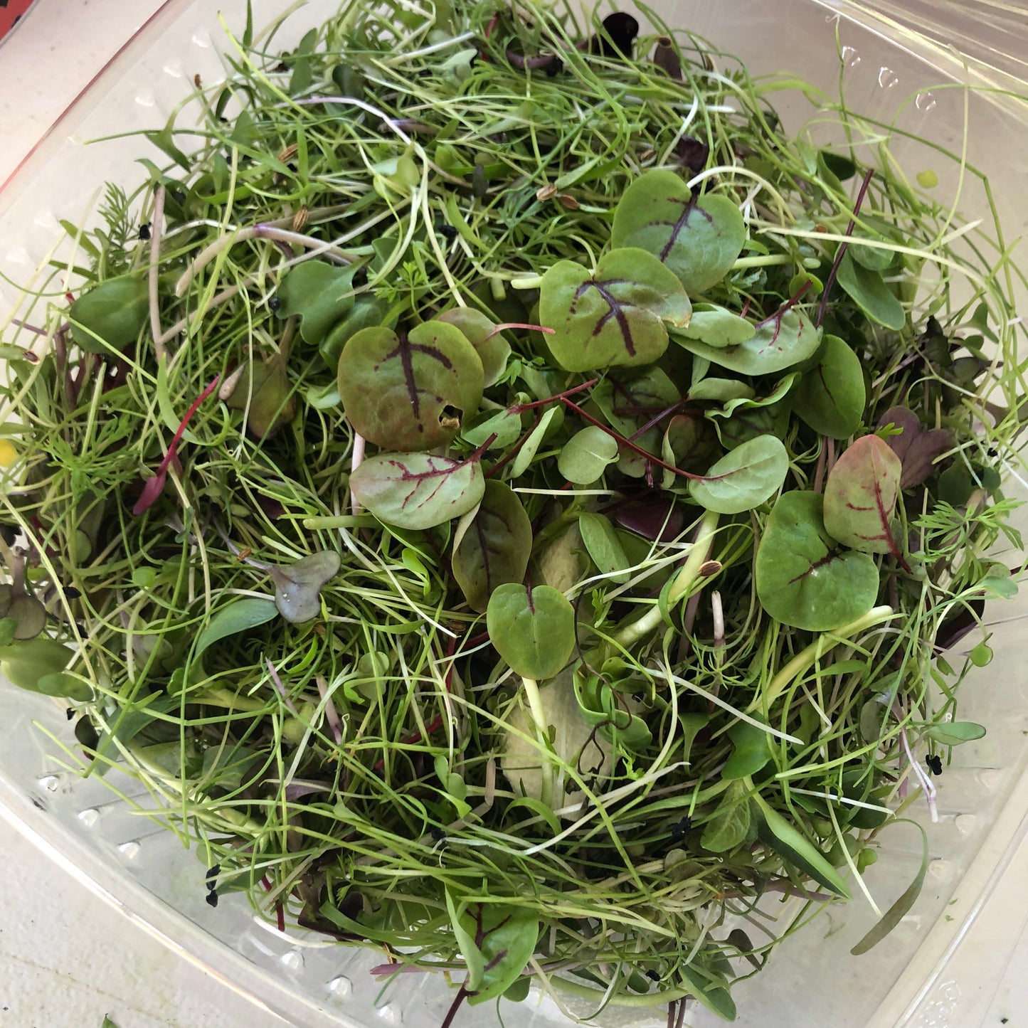 JENNY MALONEY 12 Weeks of Microgreens - Precut Mixes