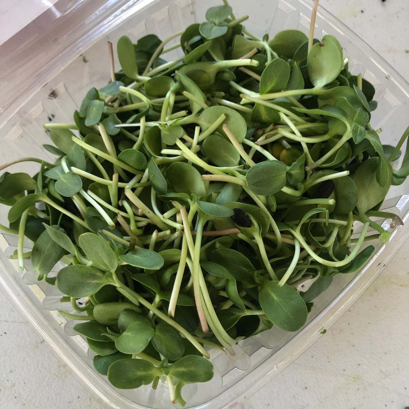 JENNY MALONEY 12 Weeks of Microgreens - Precut Mixes