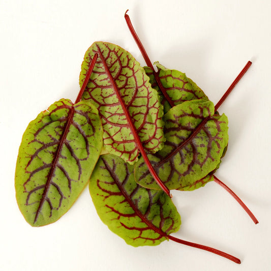Red Veined Sorrel (Medium Clamshell) - FRIDAY DELIVERY