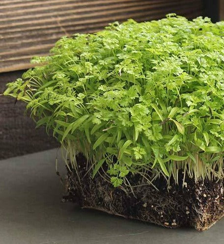 Micro Chervil (4oz) - TUESDAY DELIVERY