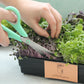 Microgreens Living Flat